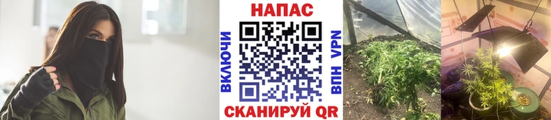 Бошки марихуана Bruce Banner Новотроицк